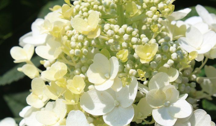 Hydrangea paniculata "Baby Lace"